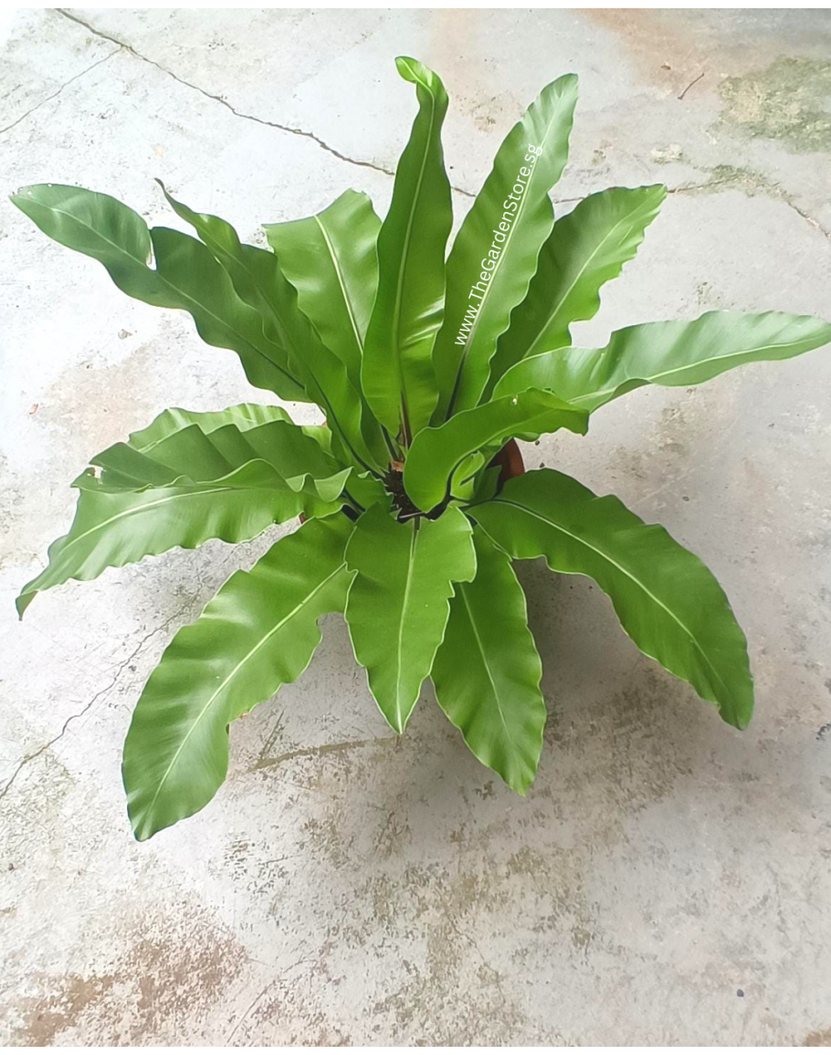 Asplenium nidus Bird's Nest Fern